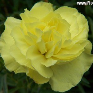 Meet your Posher, Cathy